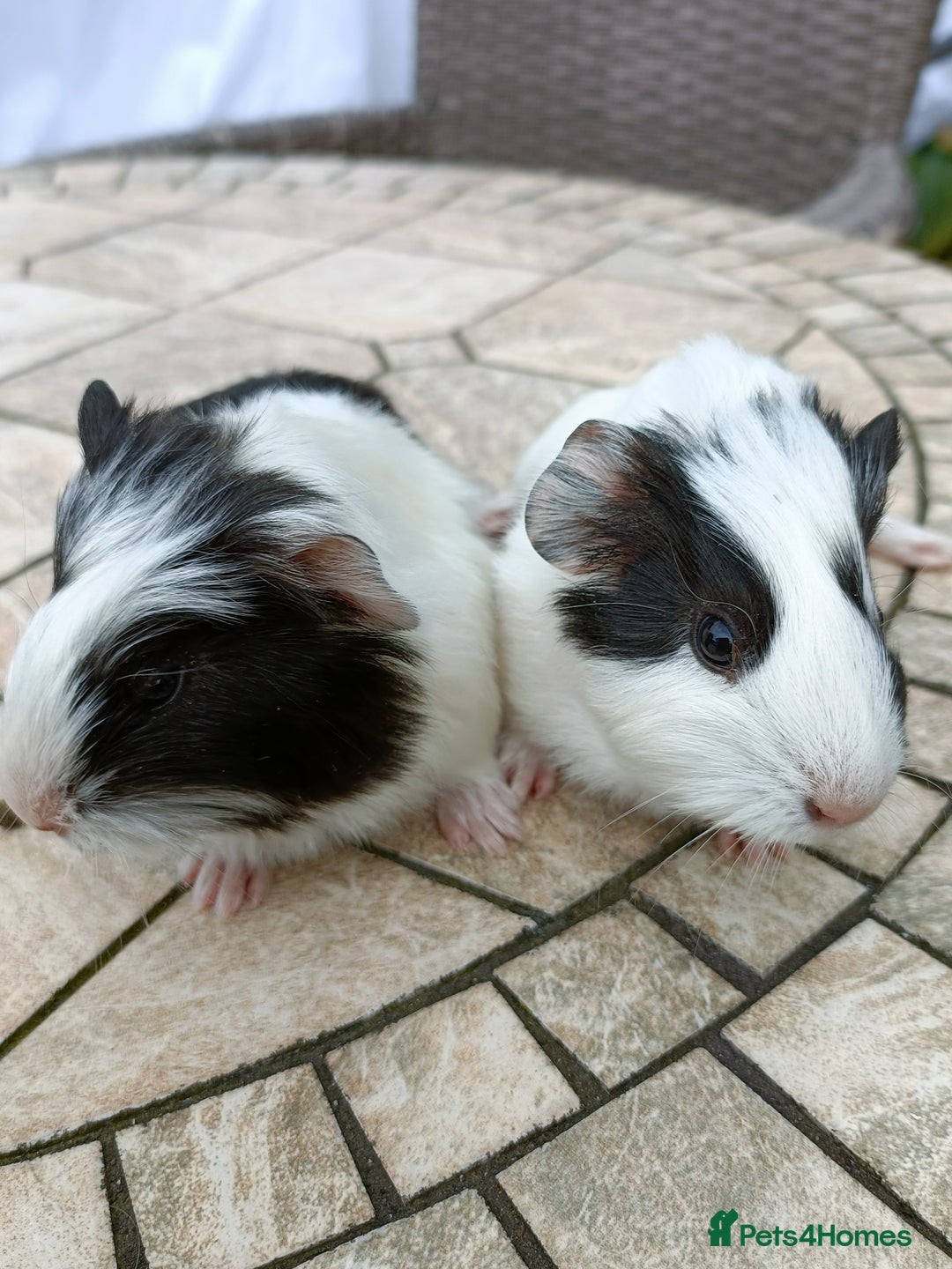 Guinea Pig rodents for sale: baby male guinea pigs various colours and types - Image 8