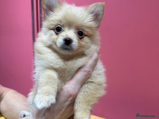 Pomsky dogs Amazing pomsky puppies one left - Advert 14