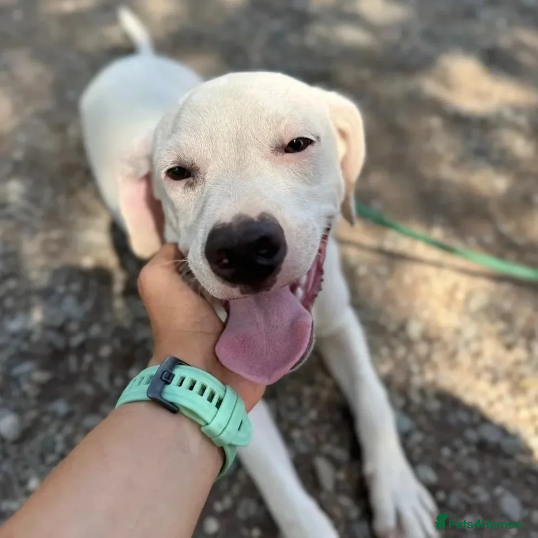 Mixed Breed dogs for adoption: Aspen (deaf but determined!) - Image 12