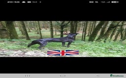 Mixed Breed dogs for sale: 5 lovely Lurchers  - Image 2