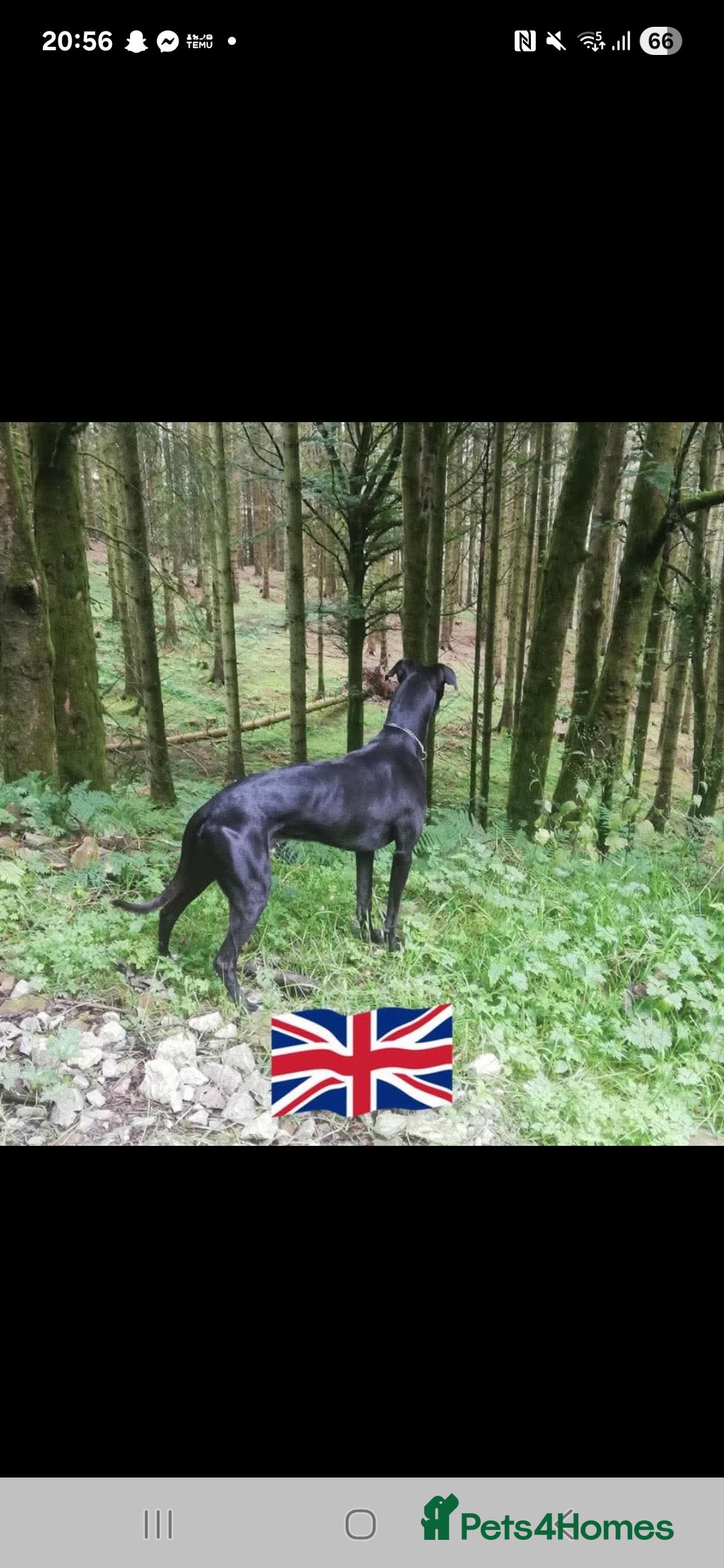 Mixed Breed dogs for sale: 5 lovely Lurchers  - Image 2