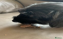 Mixed Breed dogs for sale: Lenny & Lulu - Image 12