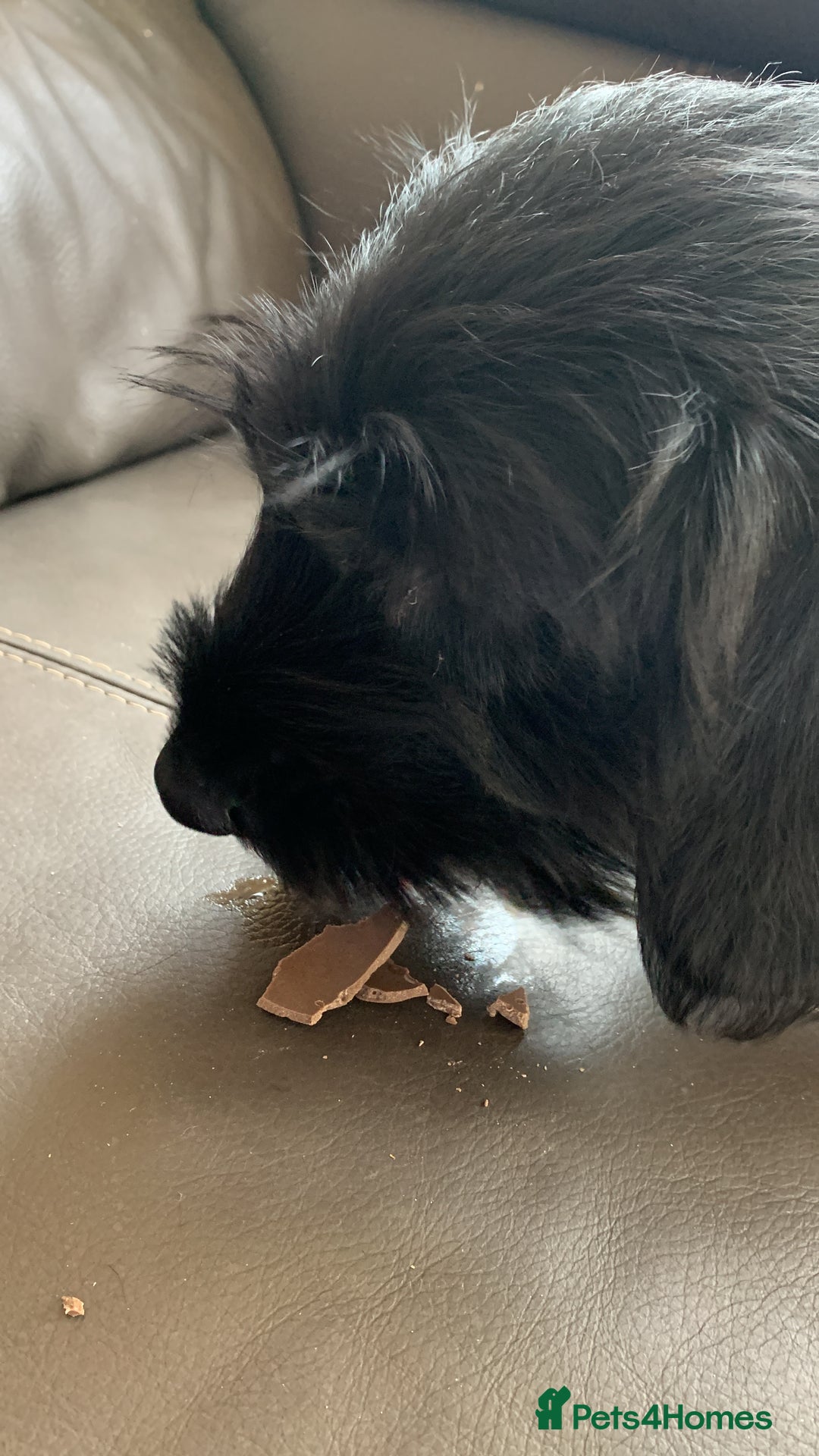 Mixed Breed dogs for sale: Lenny & Lulu - Image 12