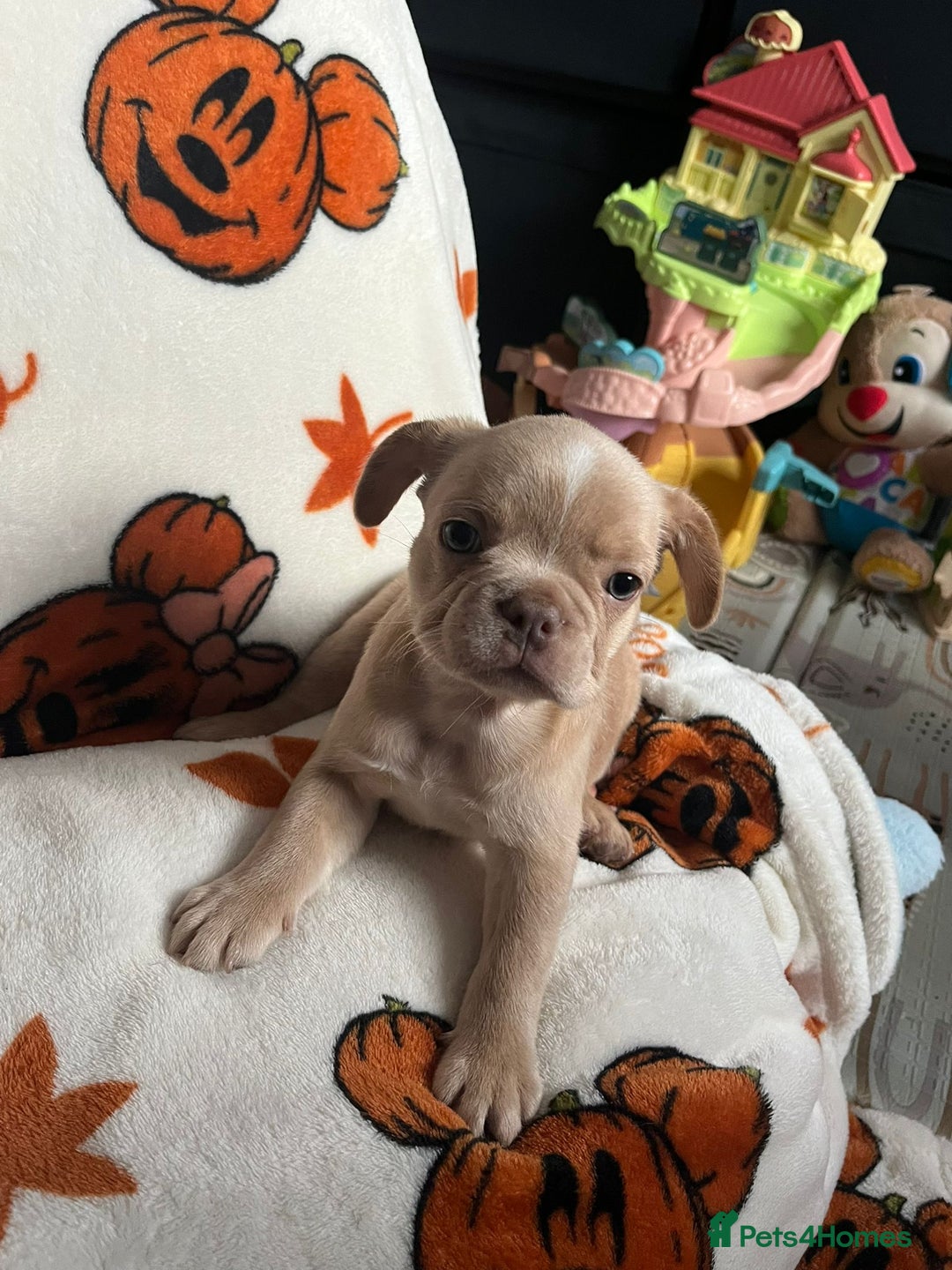 French Bulldog dogs for sale: TOP QUALITY FRENCH BULLDOGS  - Image 3