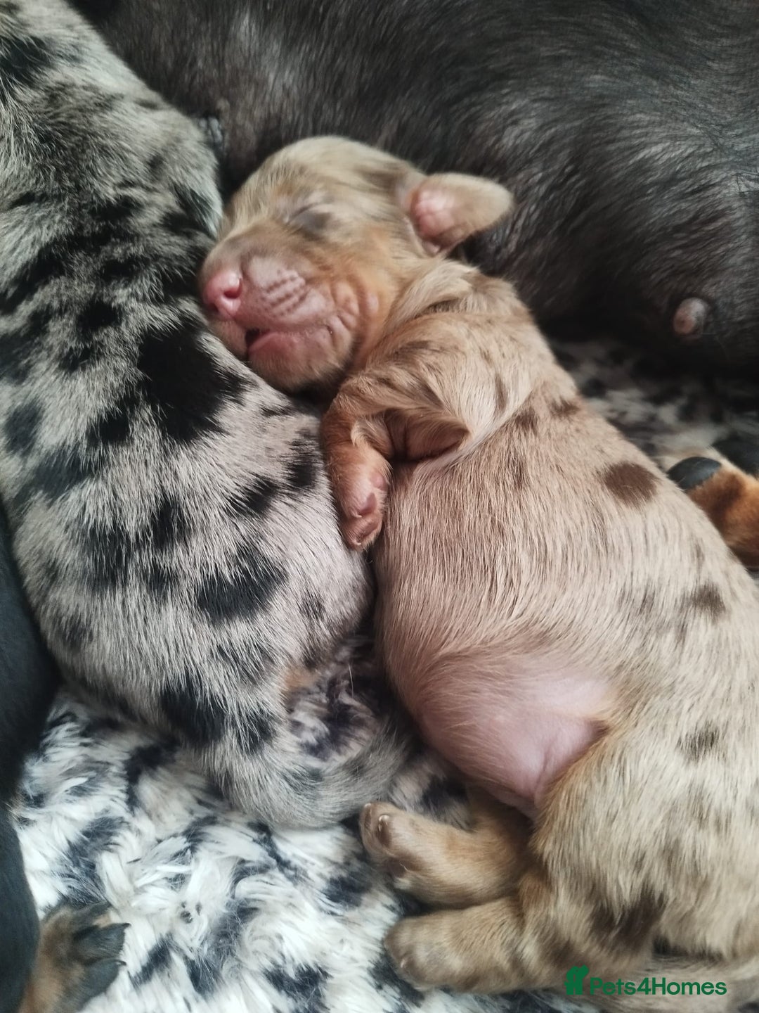 Dachshund dogs for sale: MINIATURE DACHSHUND! - Image 10