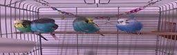 Budgerigars birds for sale: Four beautiful budgies🩵 comes with a cage - Advert 3