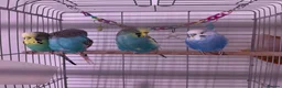 Budgerigars birds for sale: Four beautiful budgies🩵 comes with a cage - Advert 3