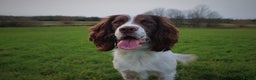English Springer Spaniel dogs for stud: available stud (proven) in Darlington - Advert 13
