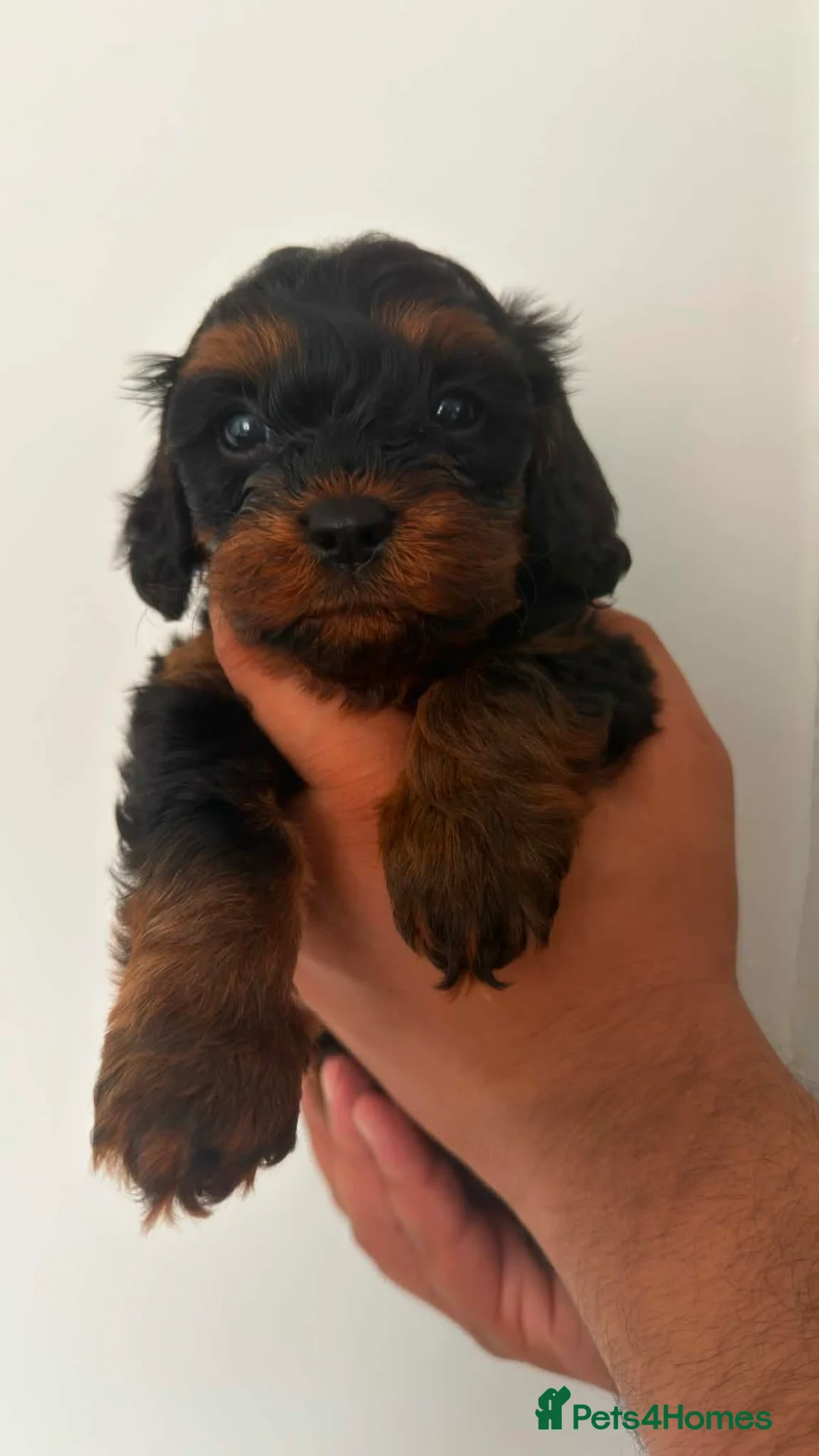 Cavapoo dogs for sale: Cavapoo - Advert 2