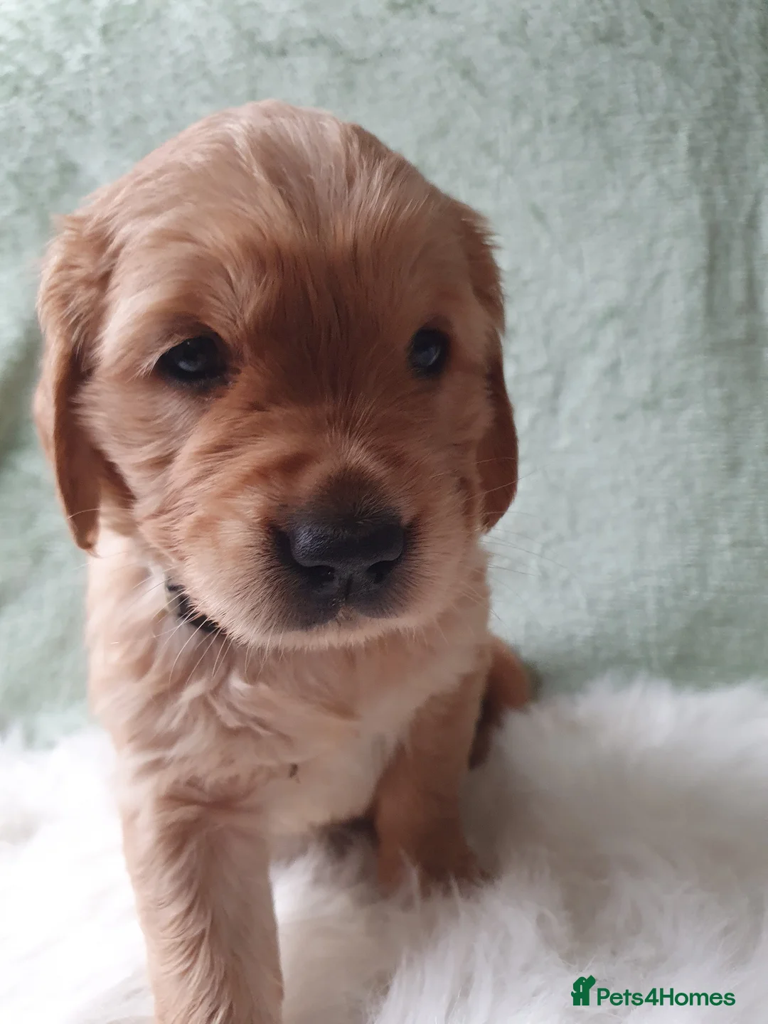 Golden Retriever dogs for sale: KC Registerd golden retriever puppies - Advert 7