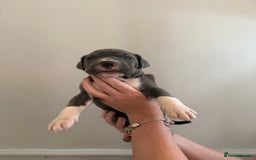 Mixed Breed dogs for sale: American Bulldog X Cane Corso - Image 15