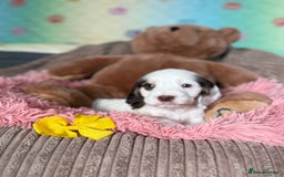 Cocker Spaniel dogs for sale: Beautiful cocker spaniels DNA clear  - Image 17