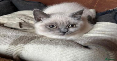 British Shorthair cats - Advert 1