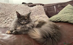 Maine Coon cats for sale: GCCF Registered Maine Coons Ready 16th August  in Banbury - Image 7