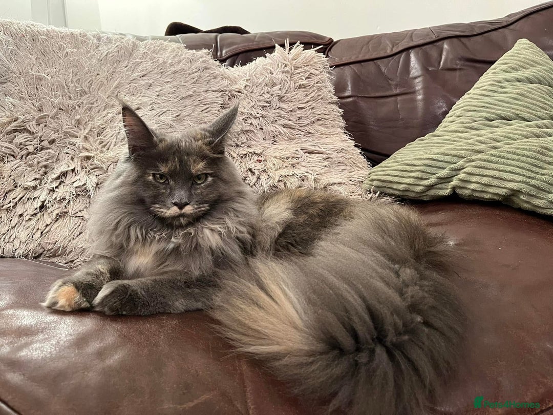Maine Coon cats for sale: GCCF Registered Maine Coons Ready 16th August  in Banbury - Image 7