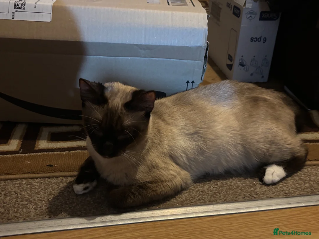Mixed Breed cats for sale: Kitten for Sale - Advert 2