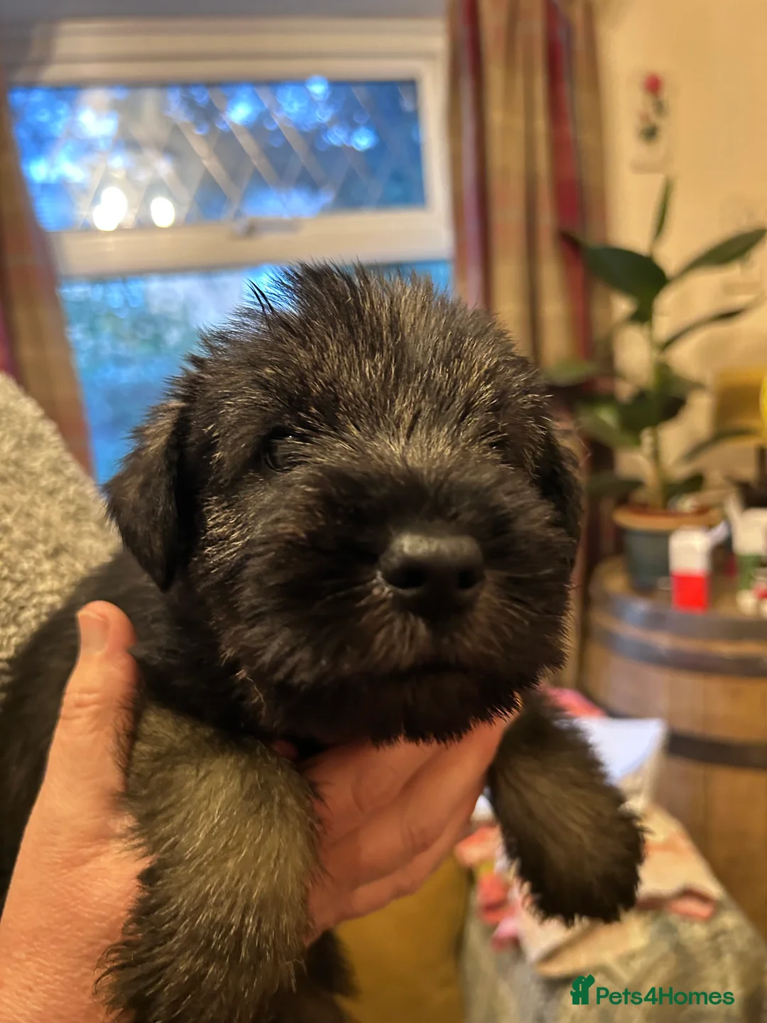 Schnauzer dogs for sale: KC reg Standard Schnauzers pepper & Salt - Advert 4
