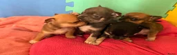 Chihuahua dogs for sale:  Chihuahua Puppies – 2 Boys 2 Girls Ready Soon - Advert 14