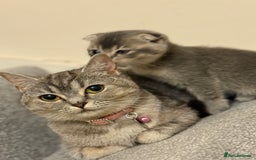 British Shorthair cats for sale: BSH X Scottish  - Image 16