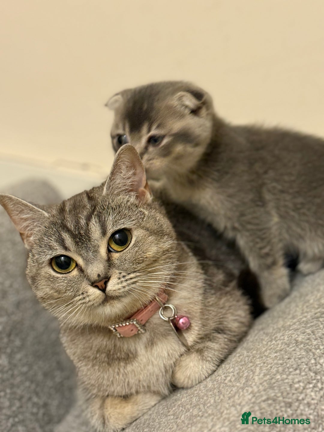 British Shorthair cats for sale: BSH X Scottish  - Image 16