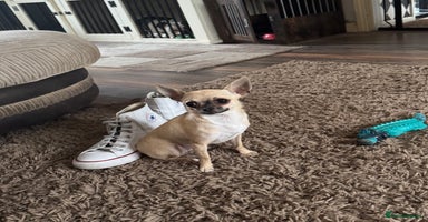 Chihuahua dogs - Advert 1