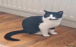 British Shorthair cats for sale: White amd black male cat - Advert 1