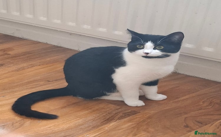 British Shorthair cats White amd black male cat - Advert 4