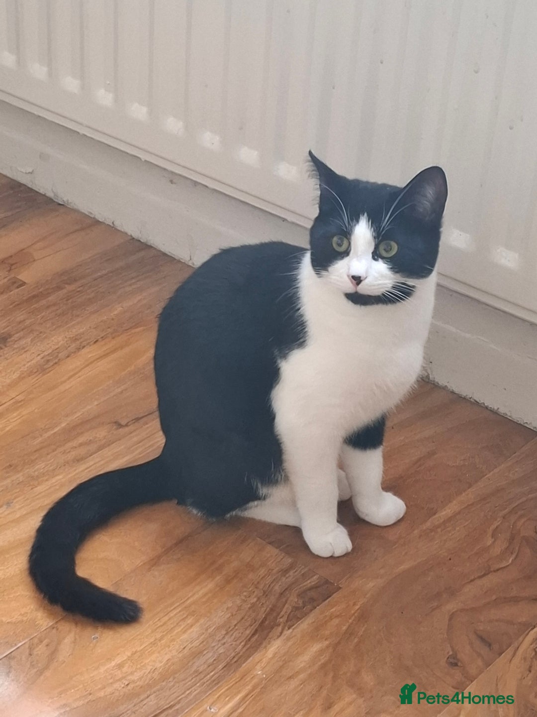 British Shorthair cats for sale: White amd black male cat - Advert 1