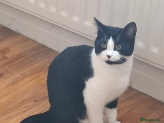 British Shorthair cats White amd black male cat - Advert 1