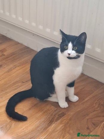 British Shorthair cats White amd black male cat - Advert 8