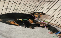 Mixed Breed dogs for sale: Chiweenie Puppies  - Image 1