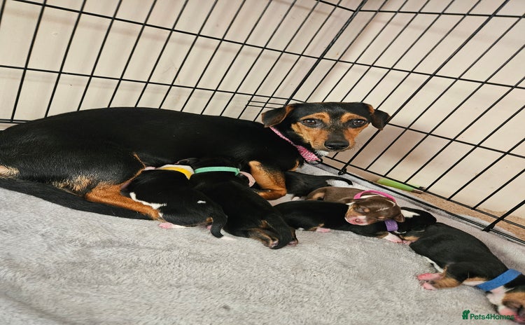 Mixed Breed dogs - Advert 12