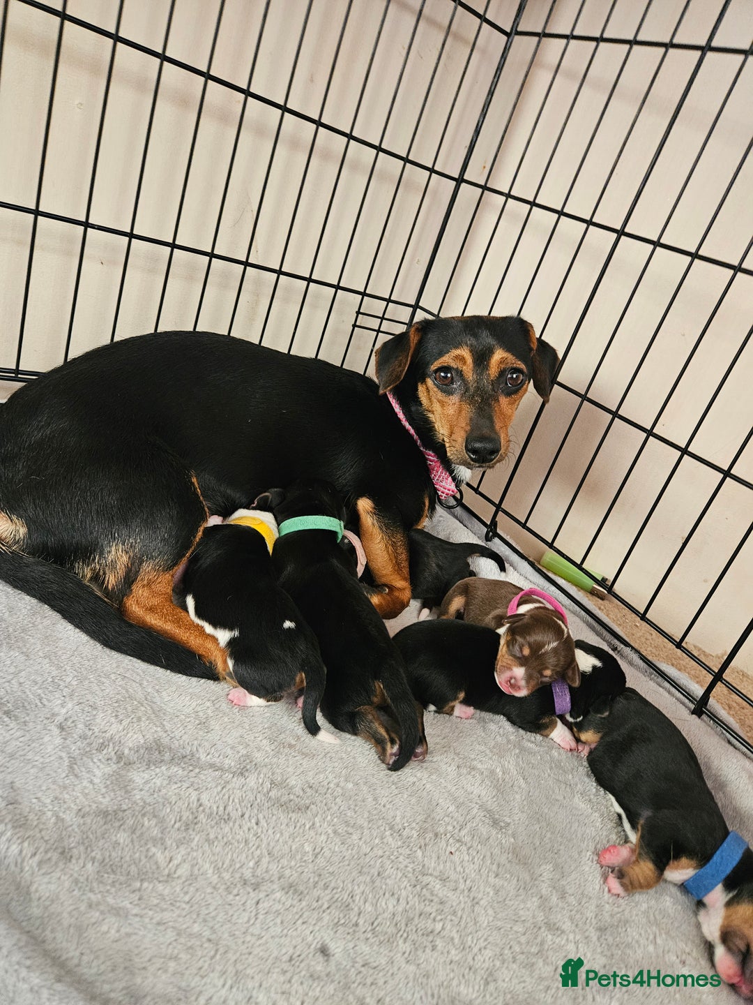 Mixed Breed dogs for sale: Chiweenie Puppies  - Image 1