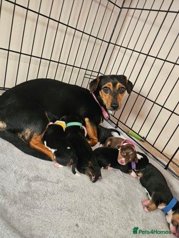 Mixed Breed dogs - Advert 6