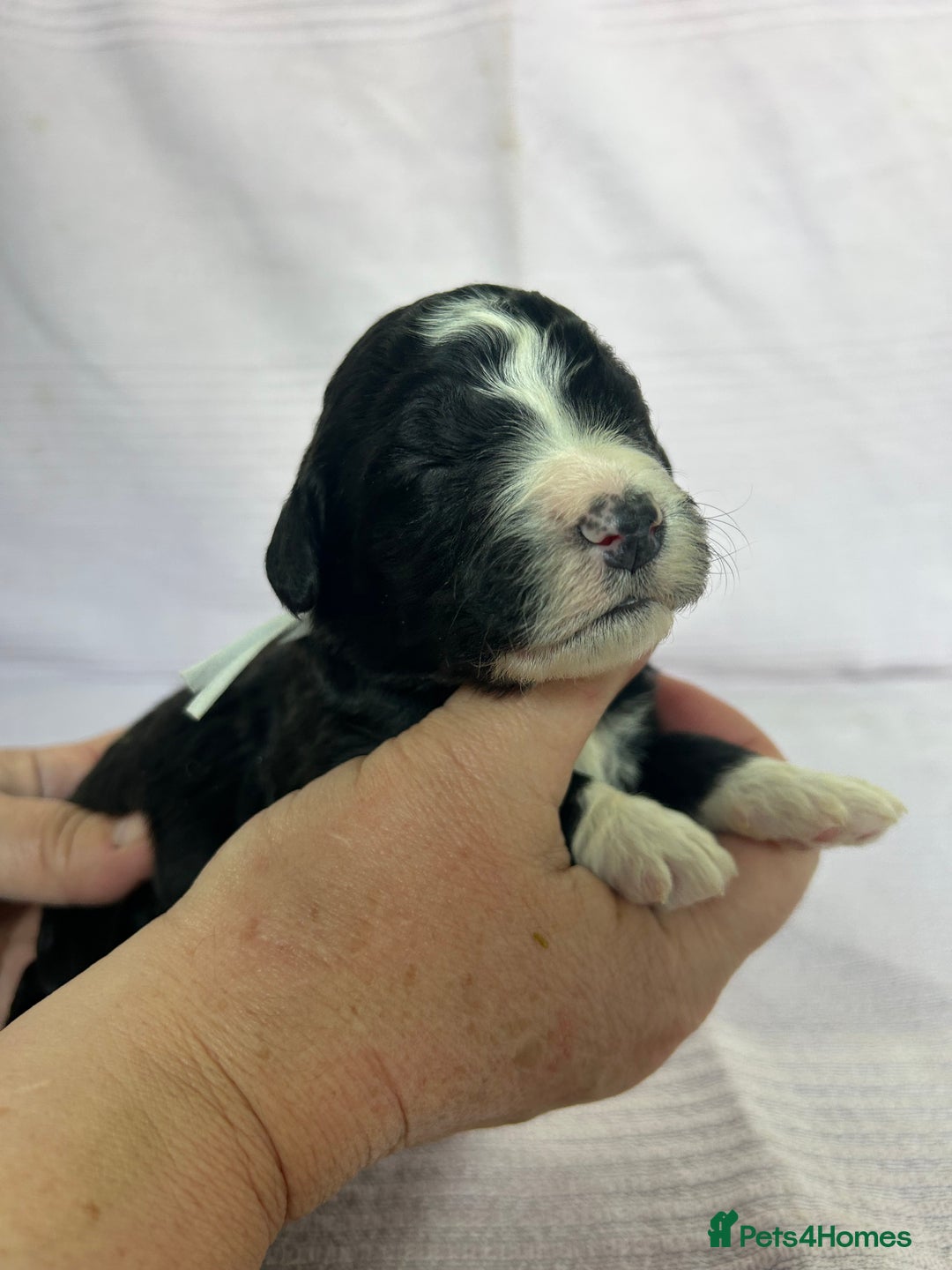 Bernedoodle dogs for sale: F1 standard Bernedoodle puppies. Licensed breeder - Image 12