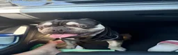 French Bulldog dogs for sale: Moon : French bulldog  in Barnet - Advert 6