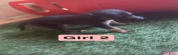 Mixed Breed dogs for sale: Saluki greyhound  - Advert 10