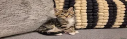 Mixed Breed cats for sale: 6 lovely kittens - Advert 4