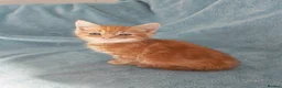 Mixed Breed cats for sale: GINGER BOYS VIDEOS - Advert 31