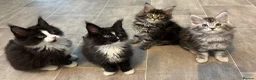 Maine Coon cats for sale: AMAZING TICA MAINE COON KITTENS  - Advert 6