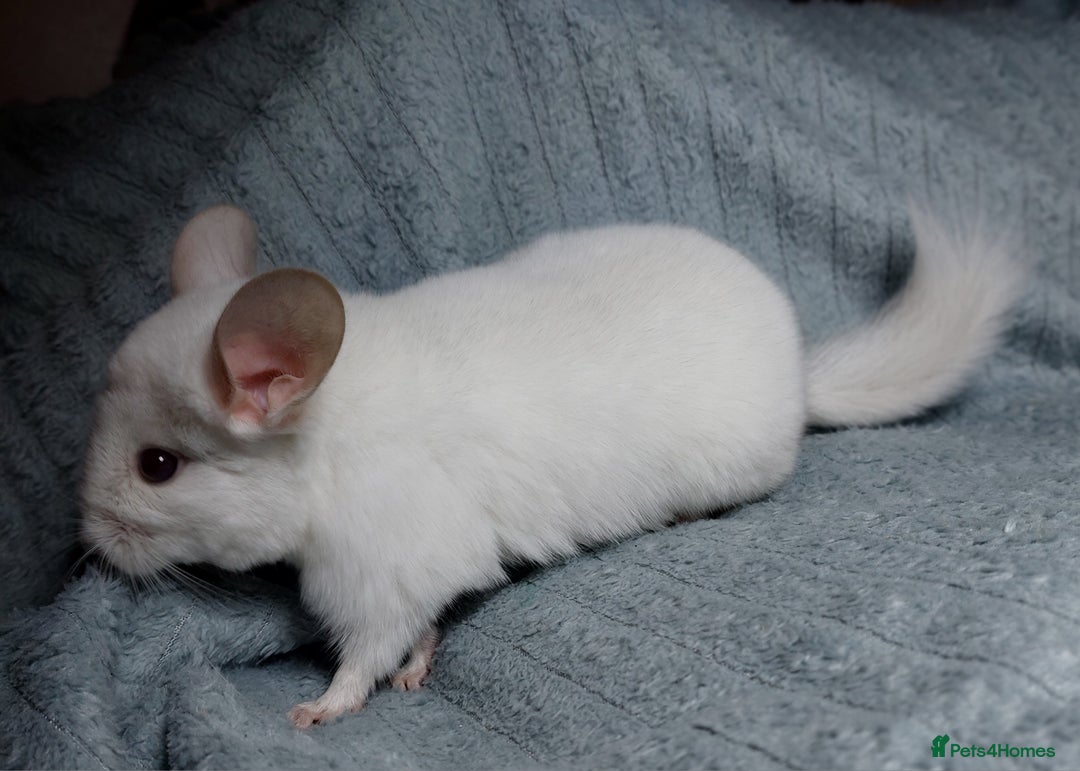 Chinchilla rodents for sale: Chinchilla babies. Ready to go in 2 weeks. - Advert 7