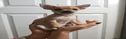 Chihuahua dogs for sale: Chihuahua puppys - Advert 32