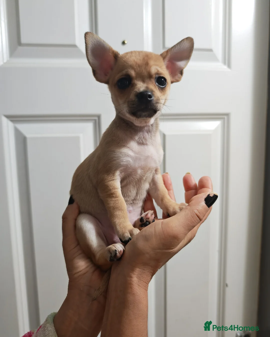 Chihuahua dogs for sale: Chihuahua puppys - Advert 32