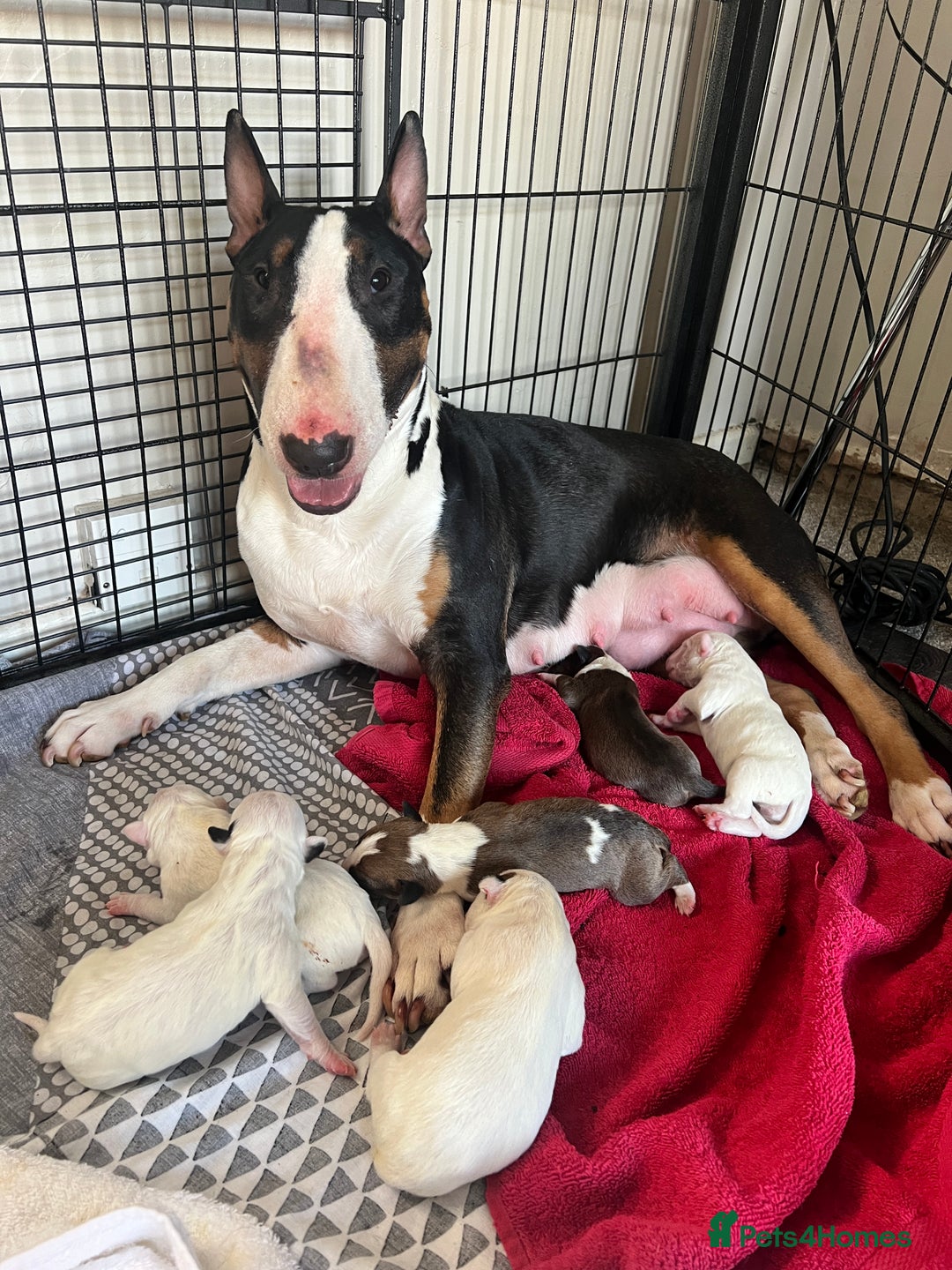 Merle Bull Terrier Merle English Bull Terrier Bullshire Terrier