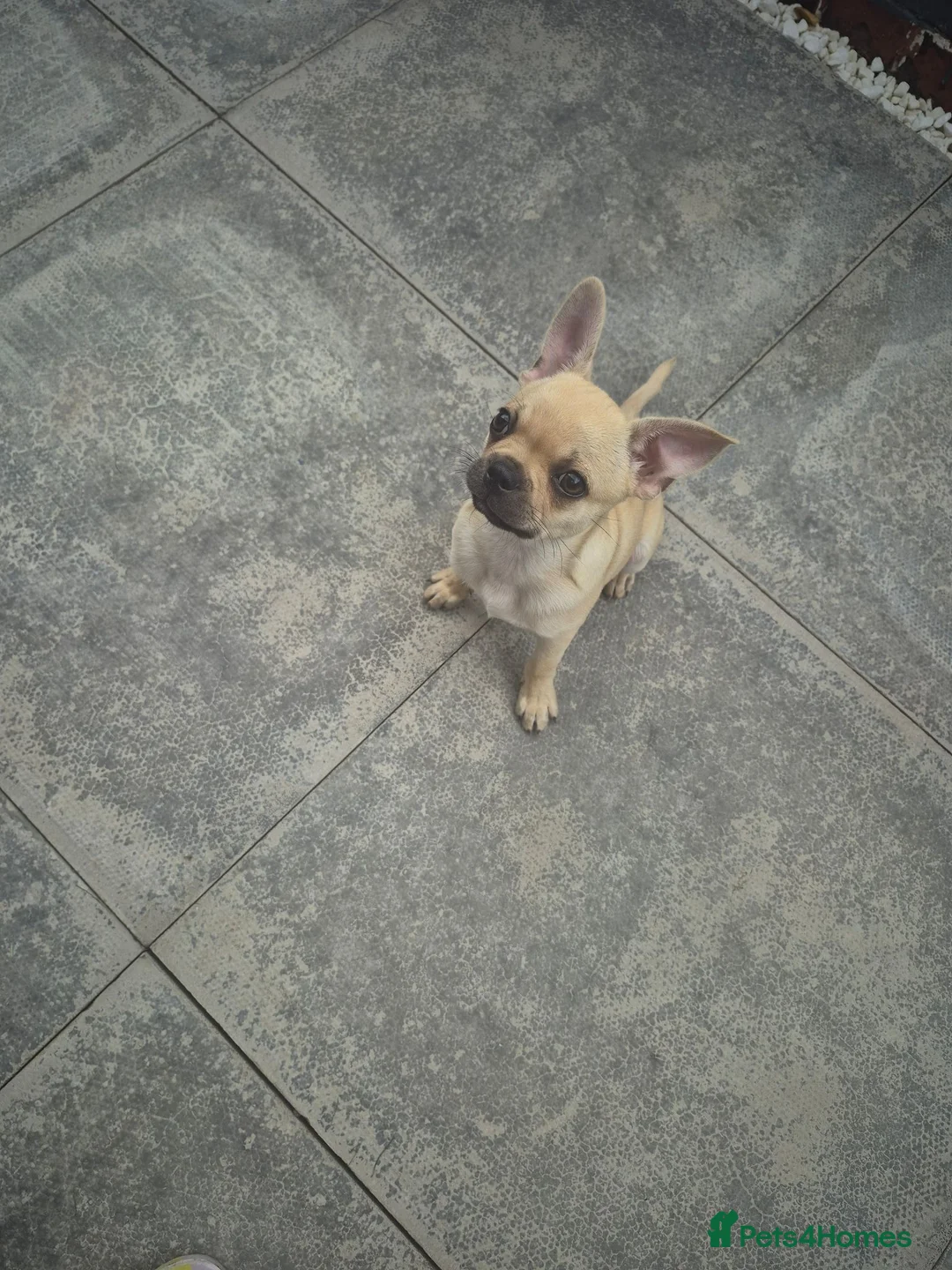 Mixed Breed dogs for sale: Chihuahua × frenchie in Grays - Advert 9