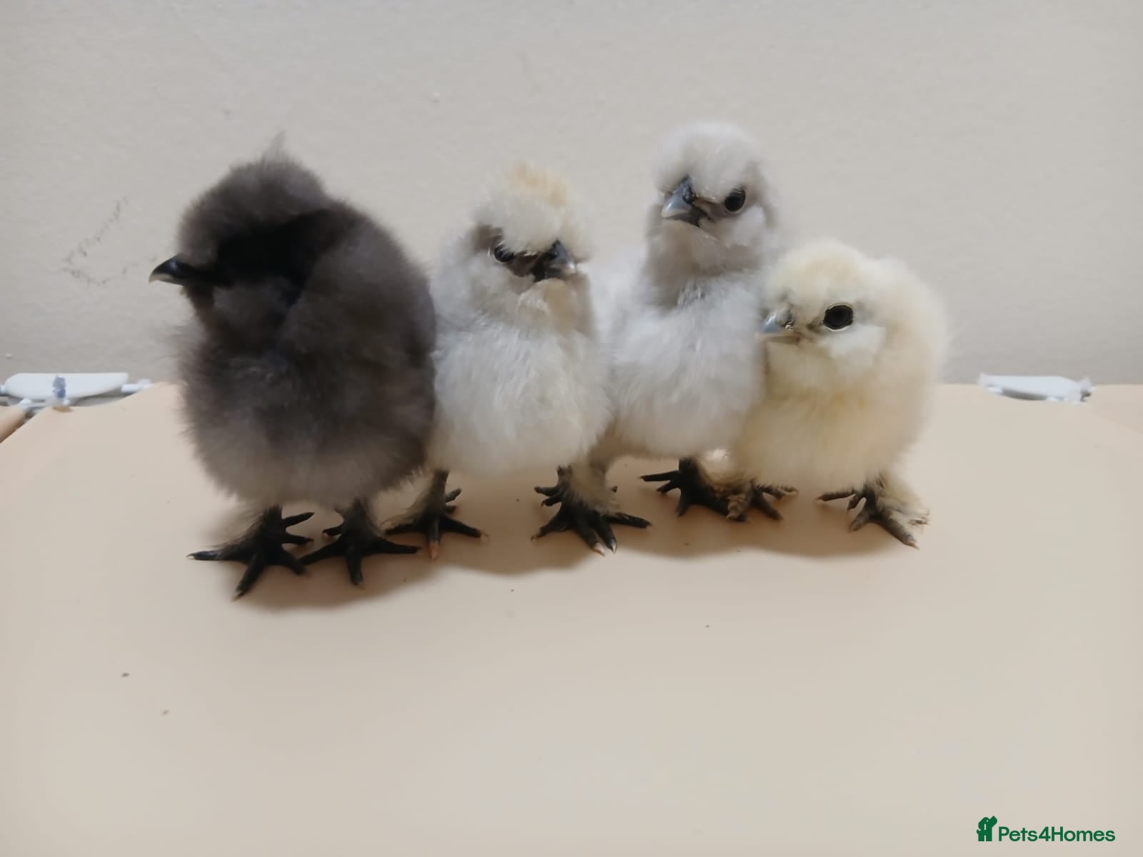 Chickens poultry Bantam Silkie Chicks Looking for Their New Coops - Advert 5