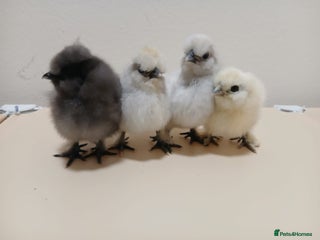 Chickens poultry Bantam Silkie Chicks Looking for Their New Coops - Advert 1