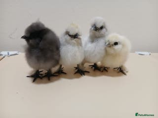 Chickens poultry Bantam Silkie Chicks Looking for Their New Coops - Advert 22