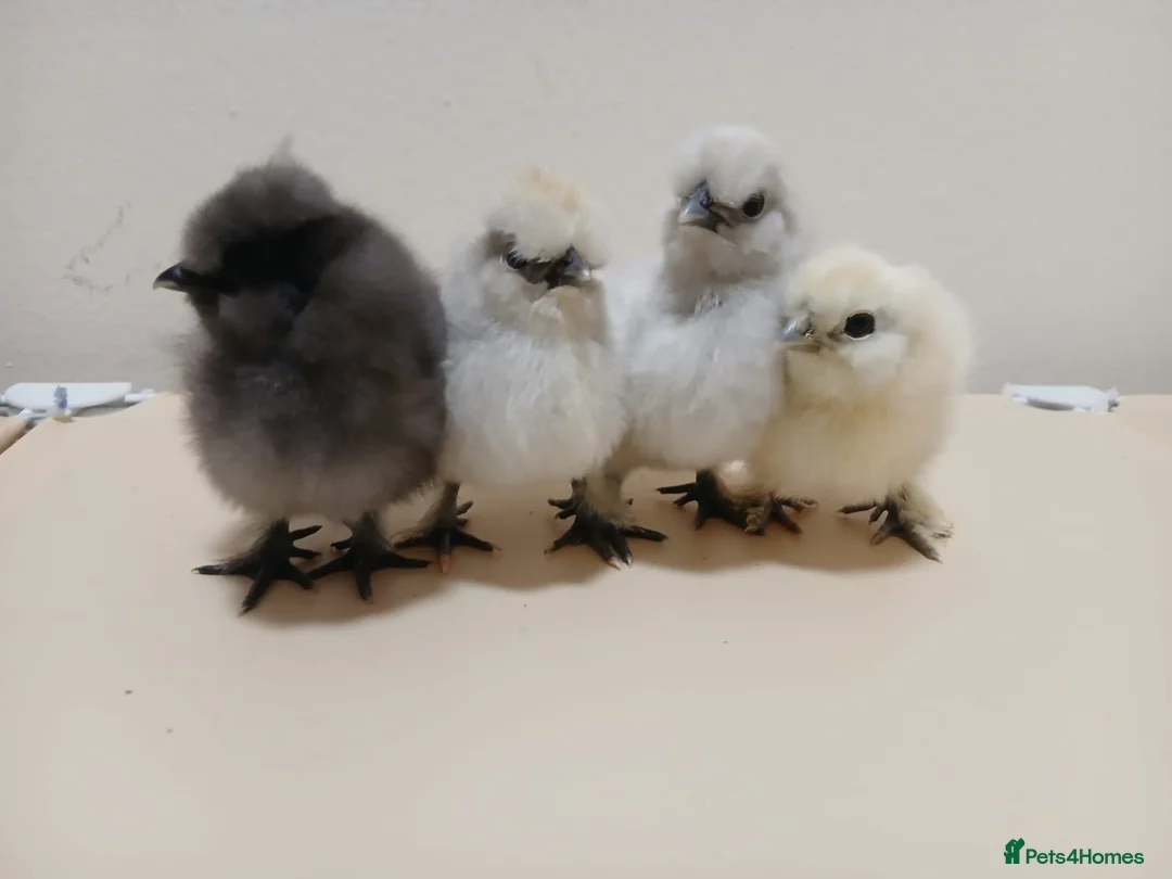 Chickens poultry for sale: Bantam Silkie Chicks From 1 Week + - Advert 2