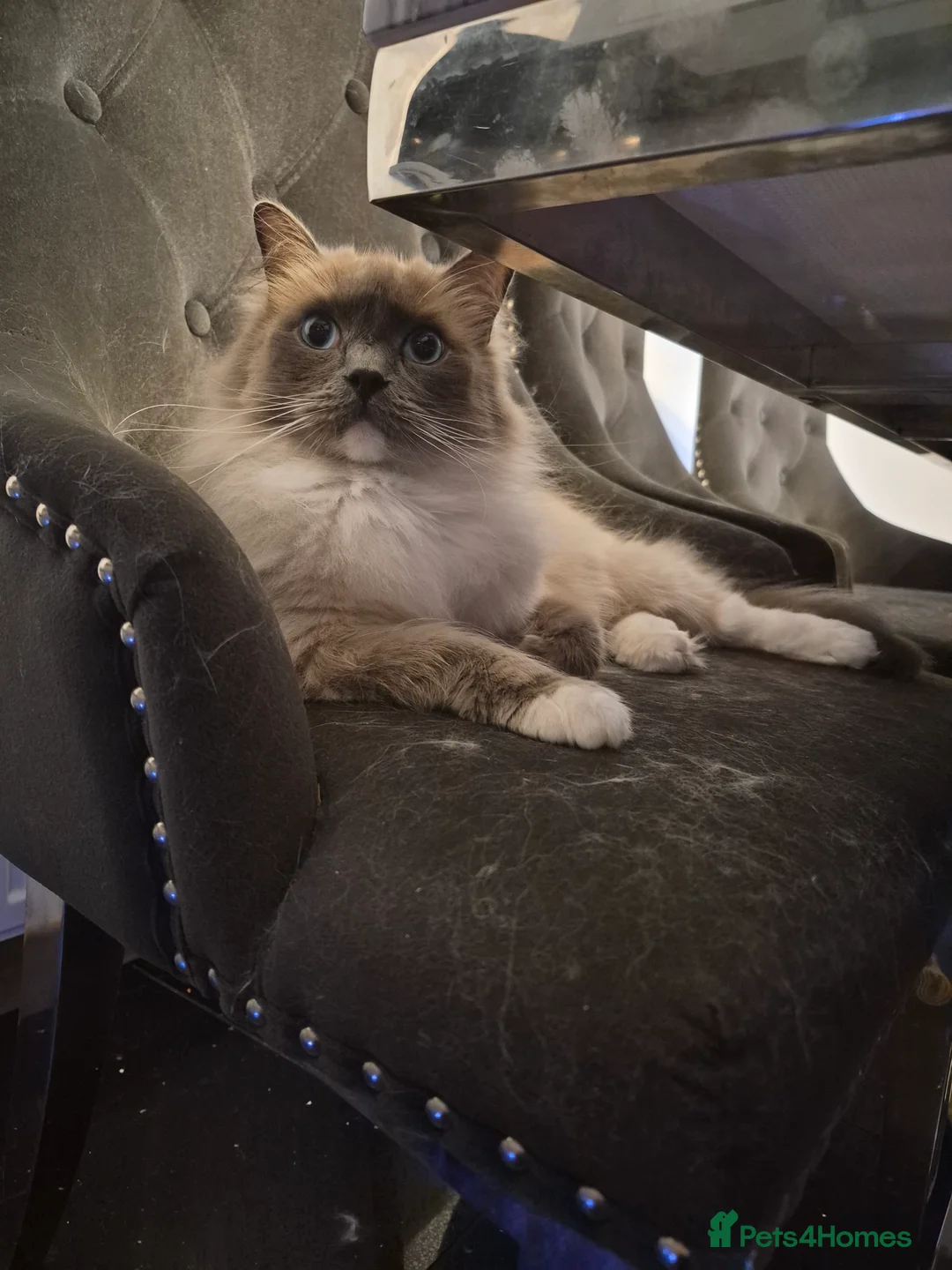 Ragdoll cats for sale: Ragdoll  - Advert 2